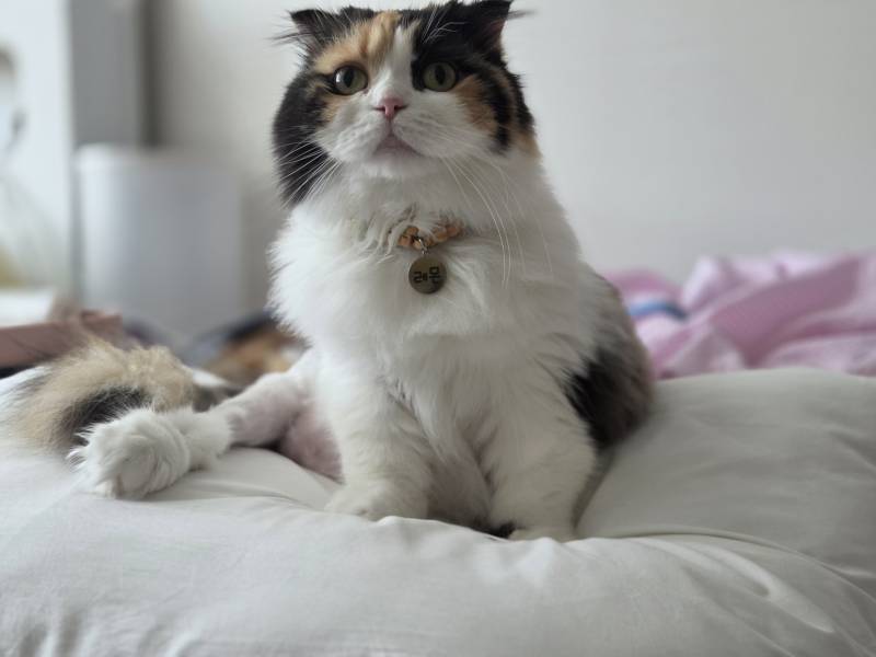 고양이) [잡담] 우리집 삼냥이를 소개한다냥😼 | 인스티즈