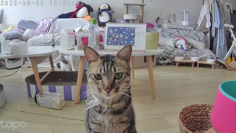 고양이) [잡담] 우리집 삼냥이를 소개한다냥😼 | 인스티즈