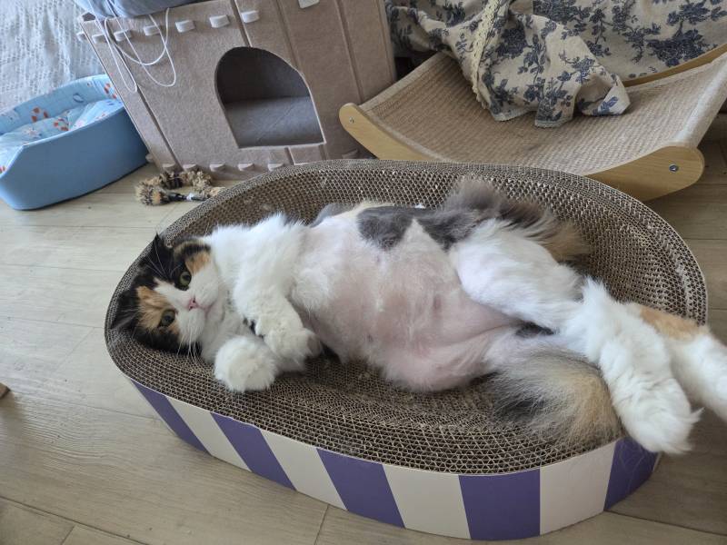 고양이) [잡담] 우리집 삼냥이를 소개한다냥😼 | 인스티즈
