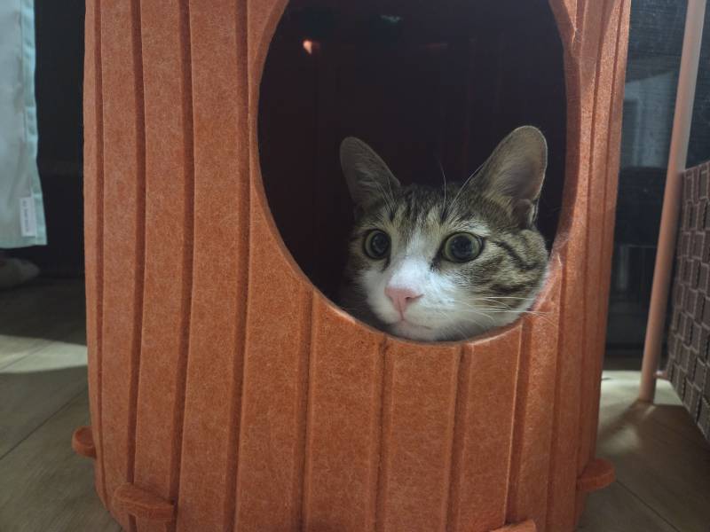고양이) [잡담] 우리집 삼냥이를 소개한다냥😼 | 인스티즈