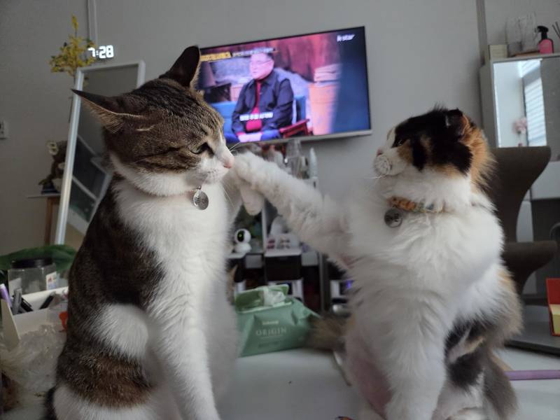 고양이) [잡담] 우리집 삼냥이를 소개한다냥😼 | 인스티즈