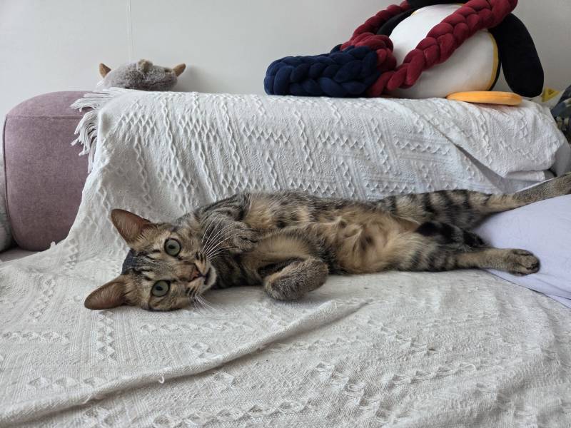 고양이) [잡담] 우리집 삼냥이를 소개한다냥😼 | 인스티즈