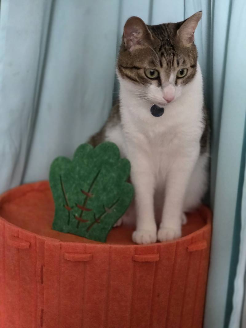 고양이) [잡담] 우리집 삼냥이를 소개한다냥😼 | 인스티즈