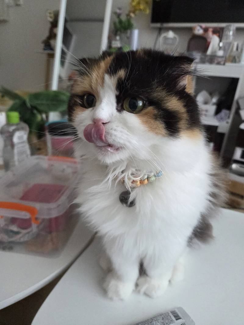 고양이) [잡담] 우리집 삼냥이를 소개한다냥😼 | 인스티즈