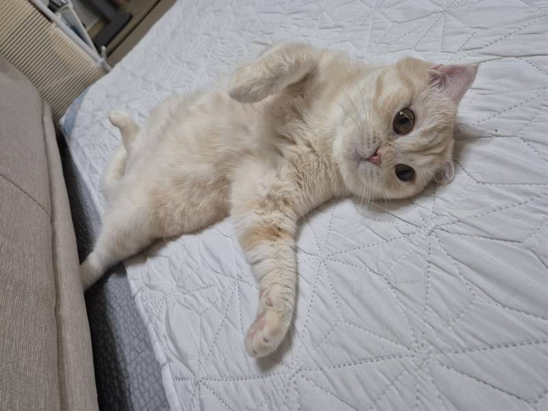 고양이) [잡담] 습식 추천 받습니다!! | 인스티즈