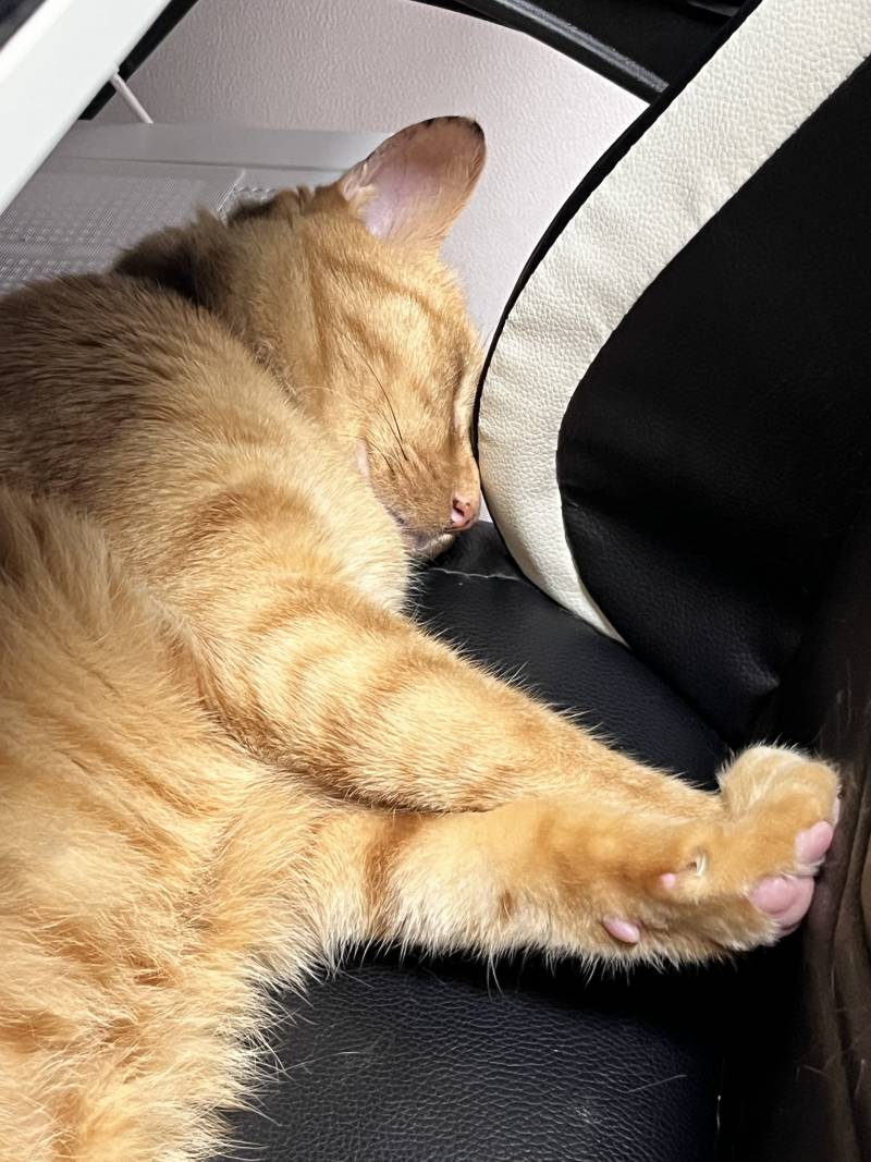 고양이) [잡담] 이런곳이 생겻어? 고양이 자랑할테야 | 인스티즈