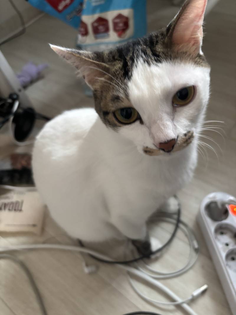 고양이) [잡담] 우리집 고먐미들 | 인스티즈