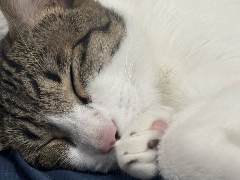 고양이) [잡담] 우리집 고먐미들 | 인스티즈