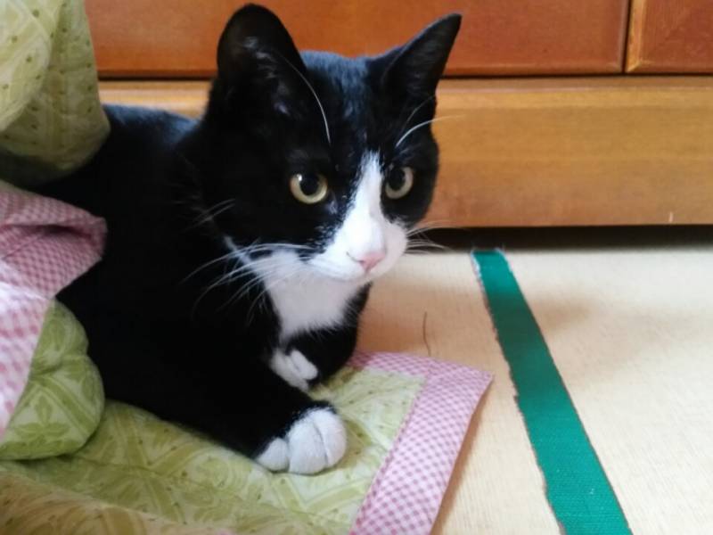 고양이) [잡담] 옛날에 우리 집에 잠시 있었던 고양잉 | 인스티즈