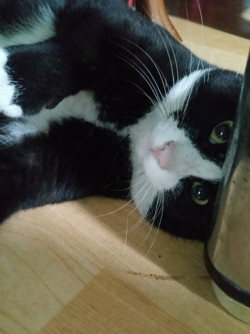 고양이) [잡담] 옛날에 우리 집에 잠시 있었던 고양잉 | 인스티즈