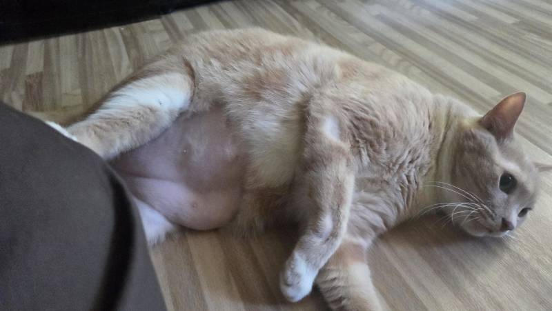 고양이) [잡담] 돼지🐖 | 인스티즈