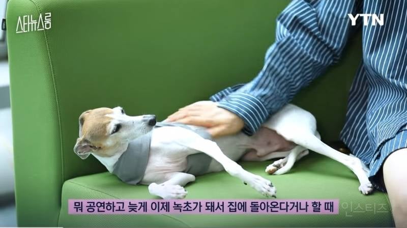 강아지 네마리랑 동시에 산책한다는 조권 .jpg | 인스티즈