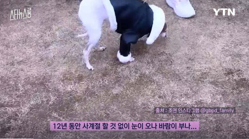 강아지 네마리랑 동시에 산책한다는 조권 .jpg | 인스티즈