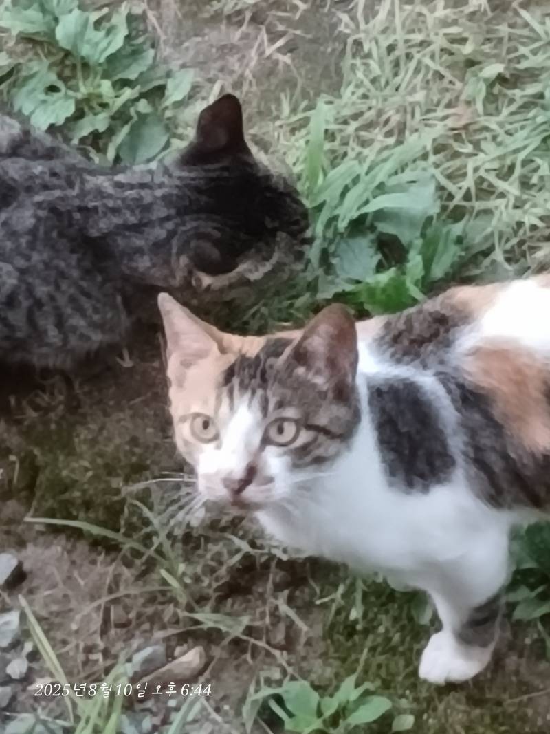고양이) [잡담] 캠핑왔뉸데 새우 나눠 먹은 냥냥 칭긔들~ | 인스티즈