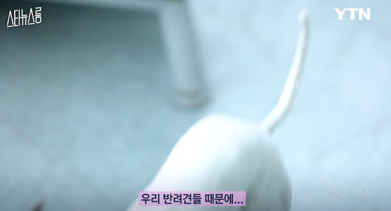 사실은 반려견들이 희생하는거라는 연예인 .jpg | 인스티즈