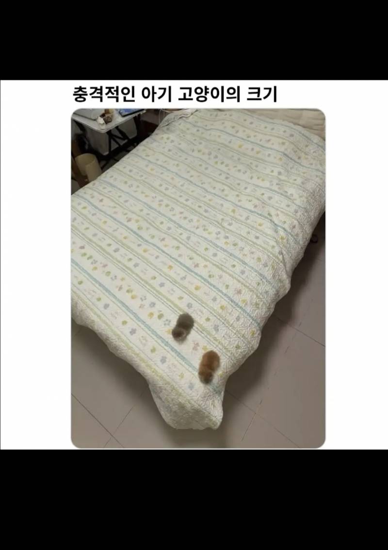[잡담] 충격적인 아기 고양이의 크기래 | 인스티즈