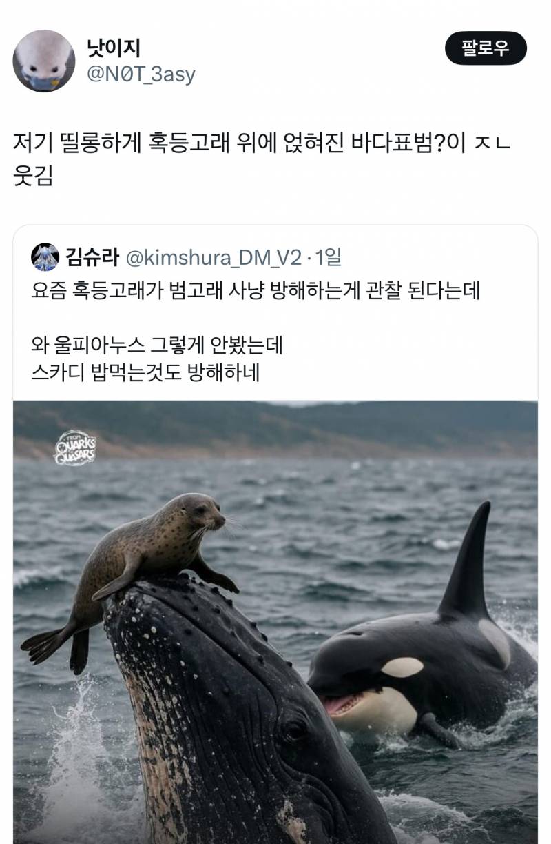 요즘 혹등고래가 범고래 사냥 방해하는게 관찰된다는데...twt | 인스티즈