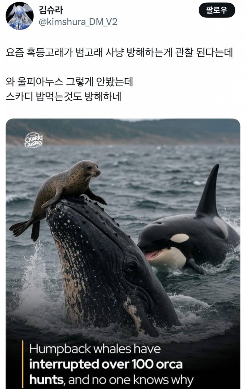 요즘 혹등고래가 범고래 사냥 방해하는게 관찰된다는데...twt | 인스티즈