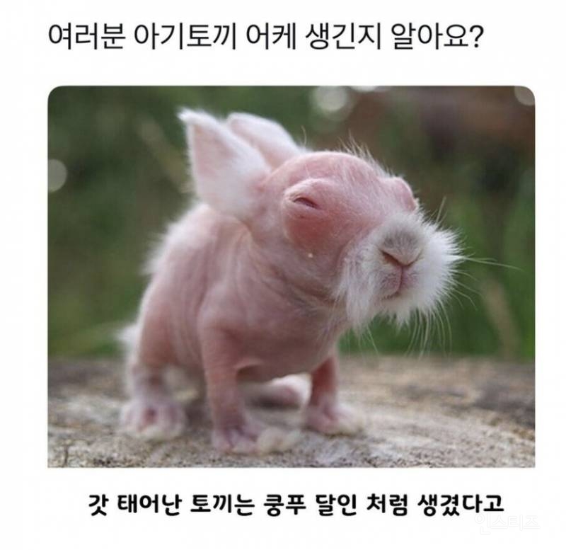 놀라운 아기 토끼의 위장 실력 수준 | 인스티즈