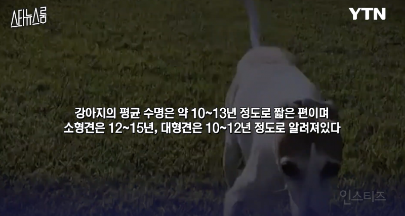 노견을 키우는 반려인의 마음가짐 .jpg | 인스티즈