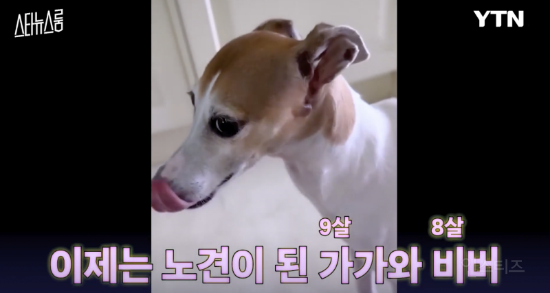 노견을 키우는 반려인의 마음가짐 .jpg | 인스티즈