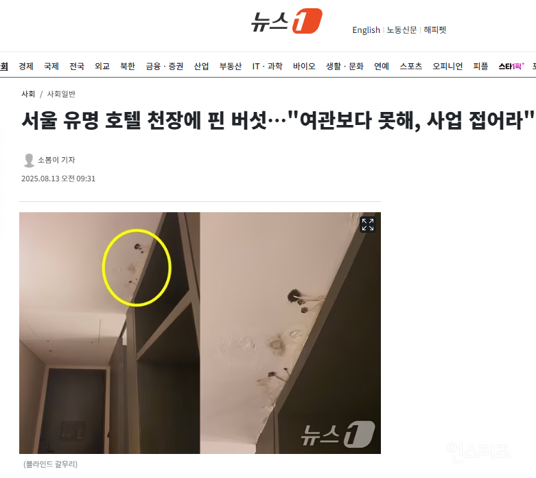 서울 유명 호텔 천장에 핀 버섯…"여관보다 못해, 사업 접어라" | 인스티즈
