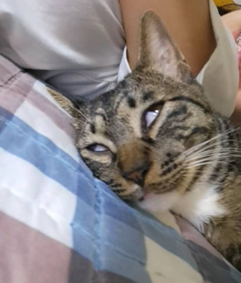 [잡담] 우리 고양이 역변했어... | 인스티즈