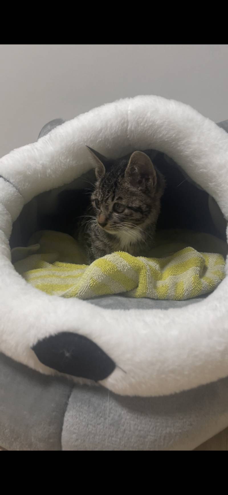 [잡담] 우리 고양이 역변했어... | 인스티즈