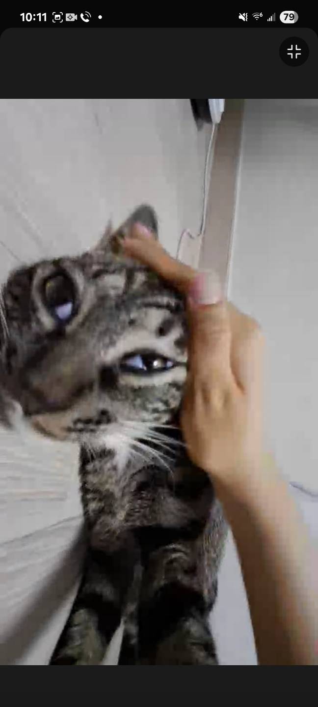 [잡담] 우리 고양이 역변했어... | 인스티즈