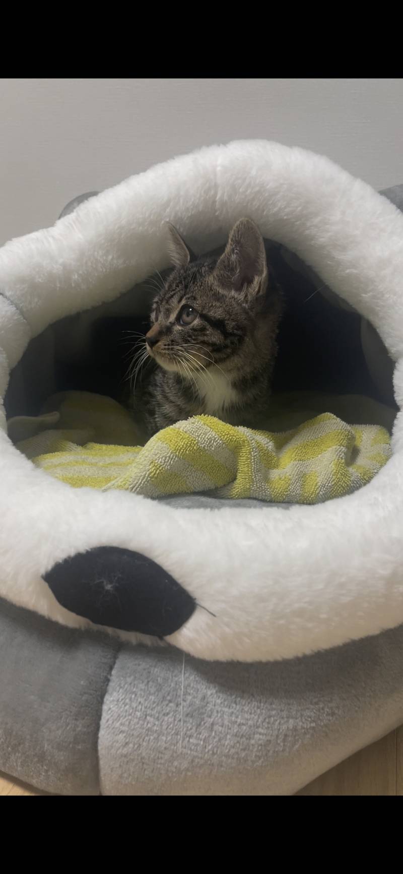 [잡담] 우리 고양이 역변했어... | 인스티즈
