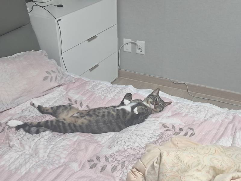 [잡담] 우리 고양이 역변했어... | 인스티즈