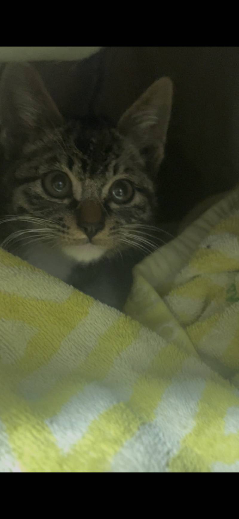 [잡담] 우리 고양이 역변했어... | 인스티즈