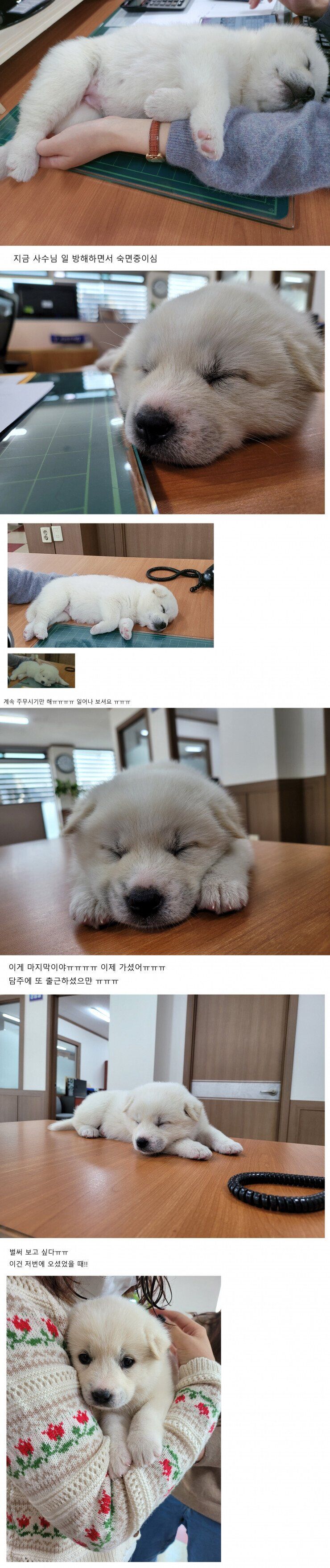 부장님이 회사에 막내딸이라며 데려왔다.jpg | 인스티즈