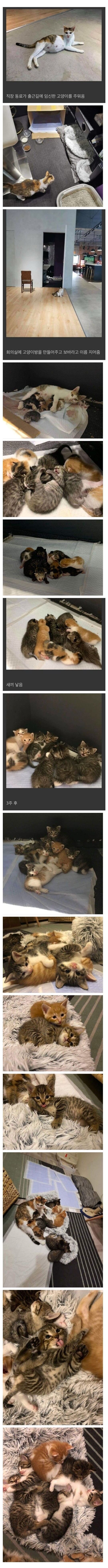 직장동료가 임신한 고양이를 주워옴.jpg | 인스티즈
