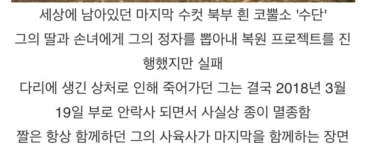 종이 절멸하는 순간 사진..jpg | 인스티즈