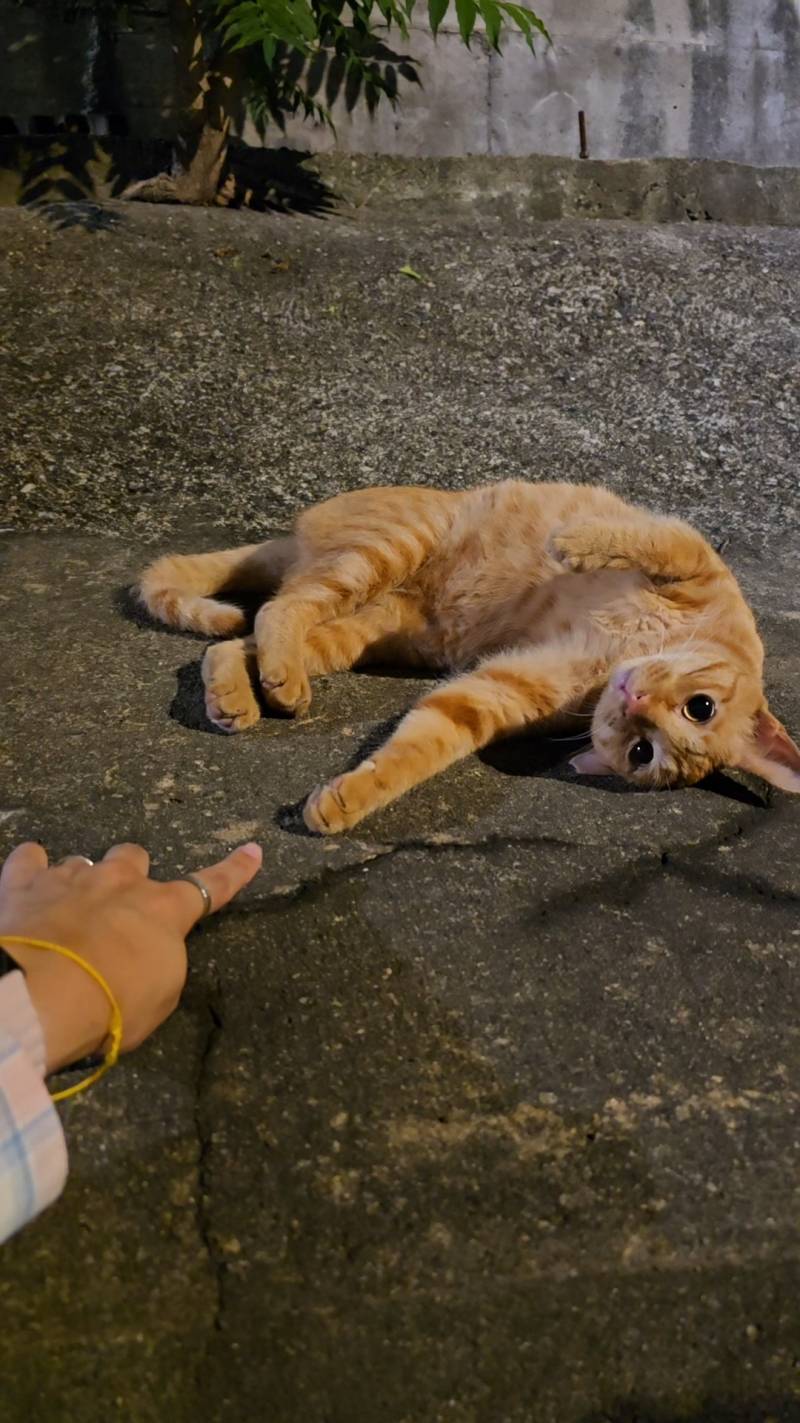 [잡담] 나 이 친구랑 많이 친해진 걸까나..?🐱 | 인스티즈