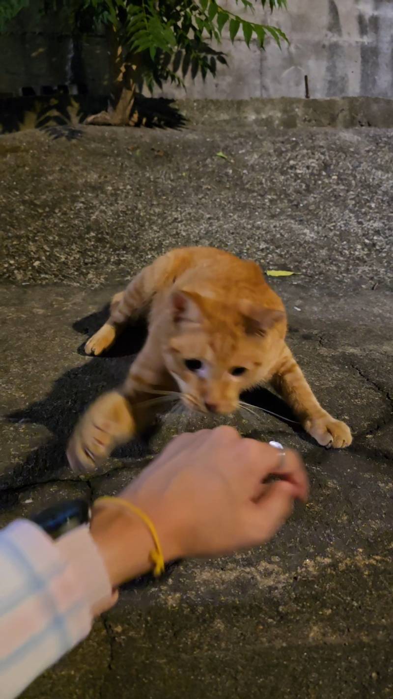 [잡담] 나 이 친구랑 많이 친해진 걸까나..?🐱 | 인스티즈