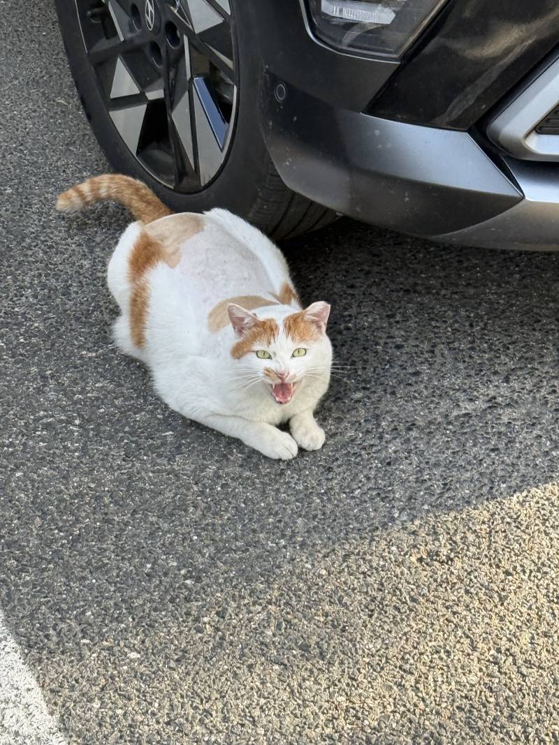 [잡담] 길고양이 털 왜이랴..? | 인스티즈