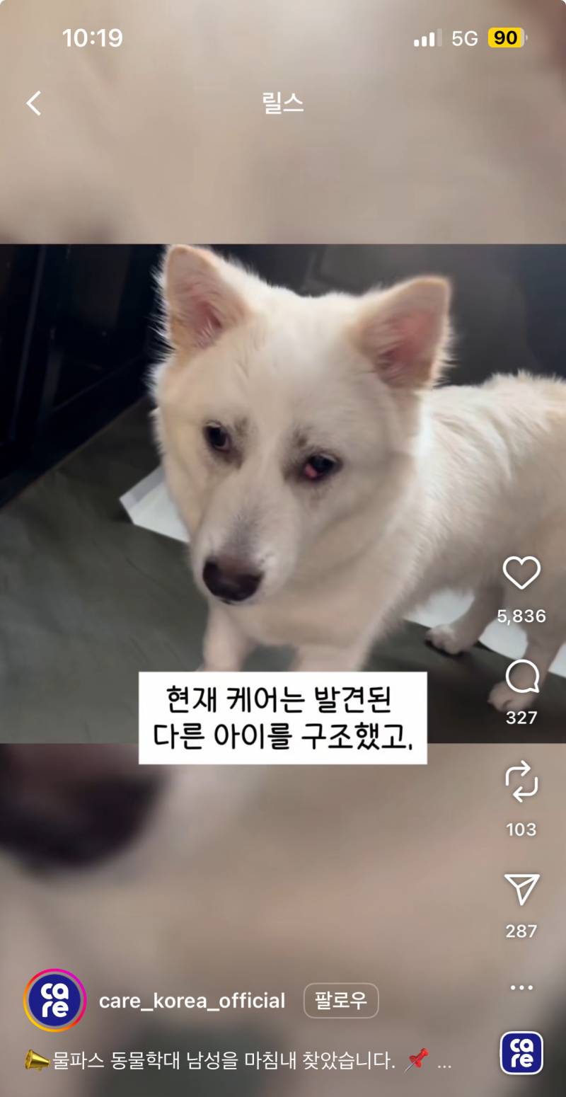 [잡담] 헐 그 물파스 바른 개 주인 찾았대ㅜ | 인스티즈