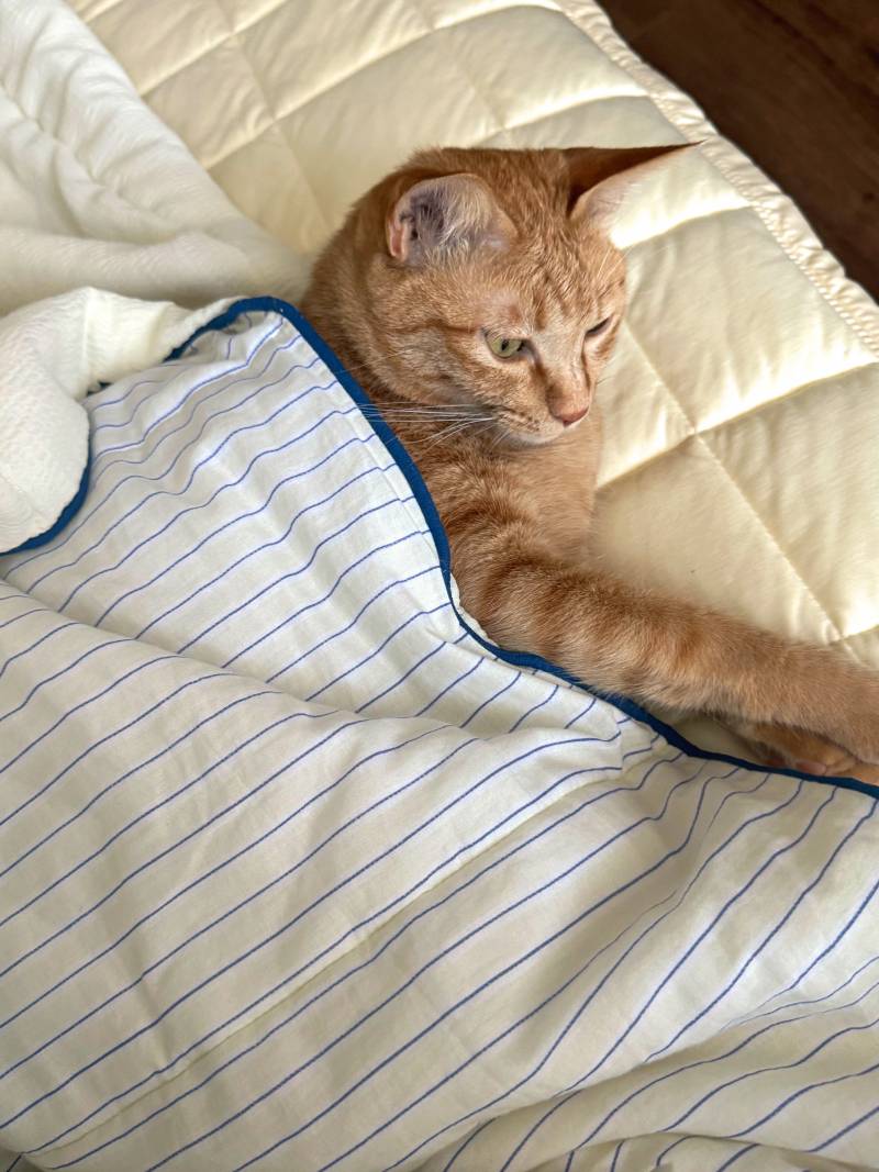 [잡담] 고양이 키우지마 | 인스티즈