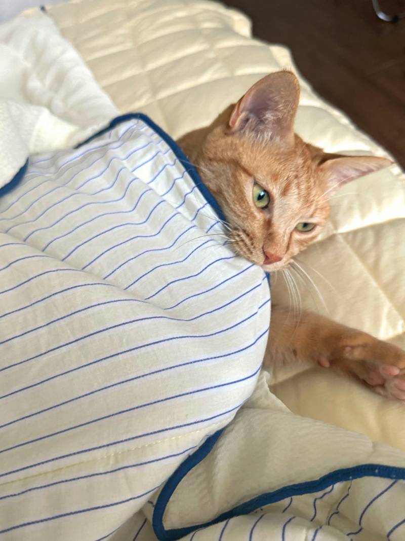 [잡담] 고양이 키우지마 | 인스티즈