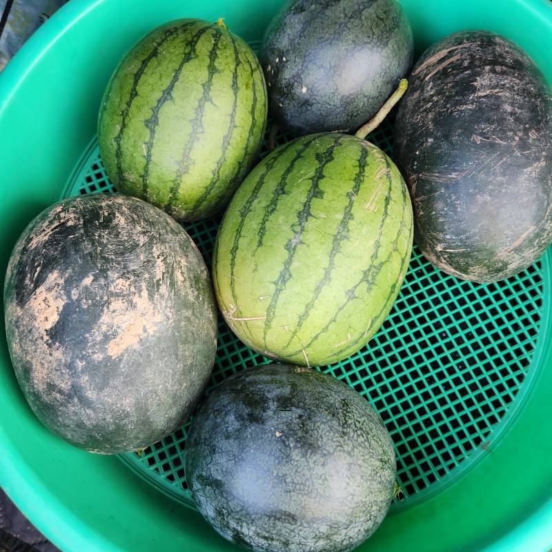 [잡담] 나 수박부자야🍉🍉 | 인스티즈