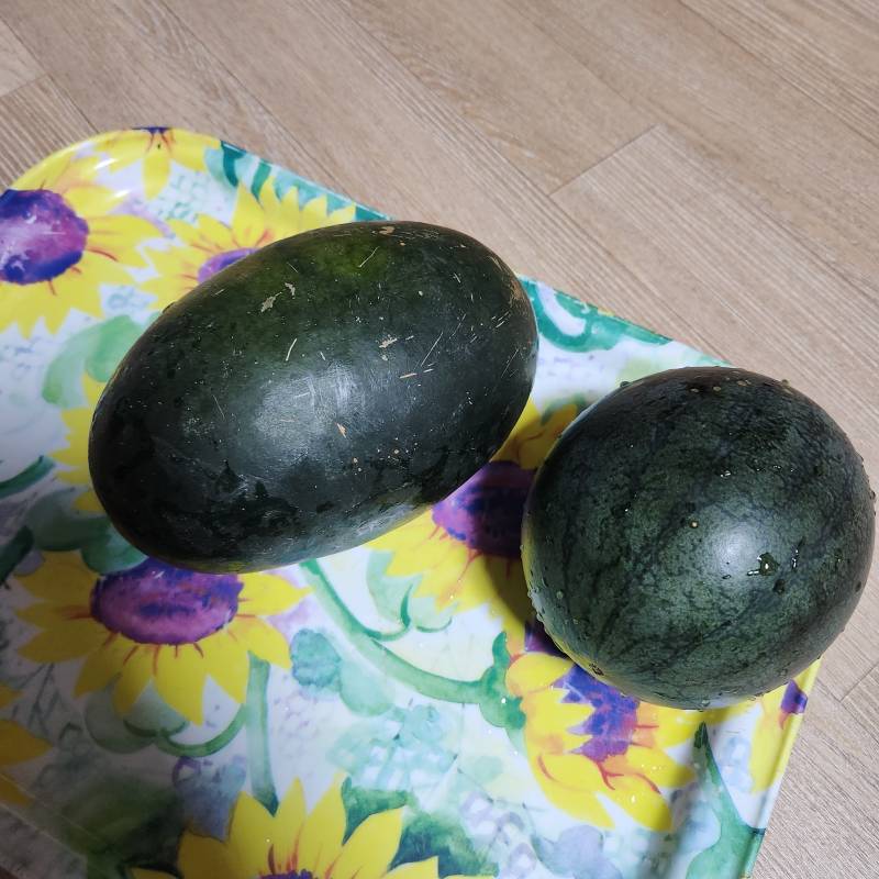 [잡담] 나 수박부자야🍉🍉 | 인스티즈