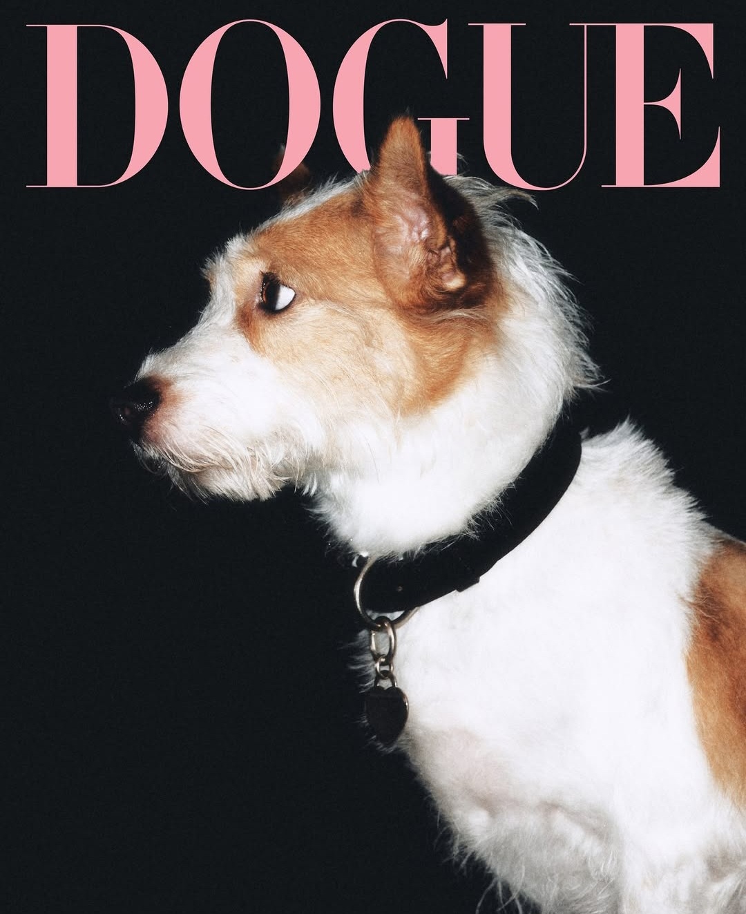 DOGUE 커버 모델 된 블랙핑크 로제 반려견 행크 | 인스티즈