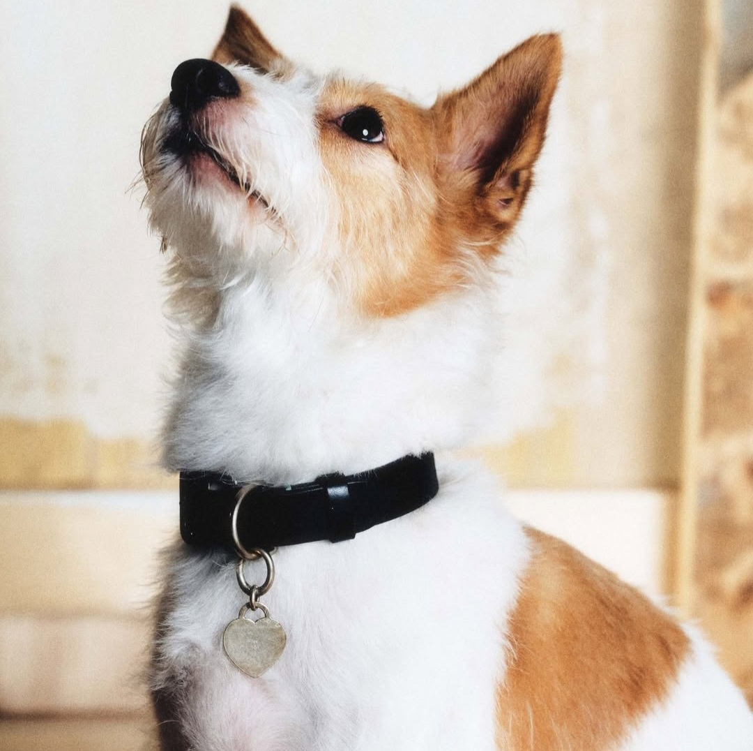 DOGUE 커버 모델 된 블랙핑크 로제 반려견 행크 | 인스티즈
