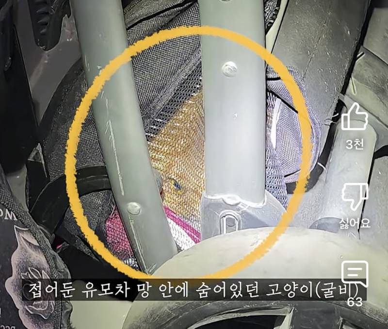 [잡담] 와 고양이 탐정들 진짜 대단하다 어케 찾어 | 인스티즈