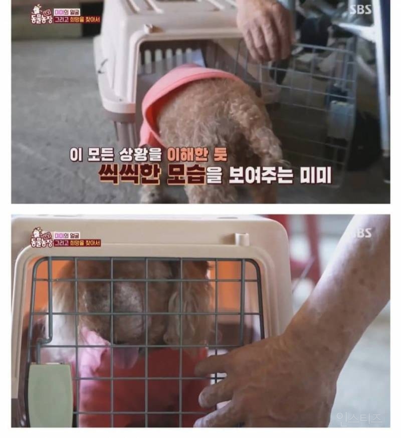 얼굴없는 강아지 미미 ㅠㅜ (충격주의) | 인스티즈