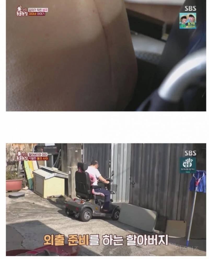 얼굴없는 강아지 미미 ㅠㅜ (충격주의) | 인스티즈