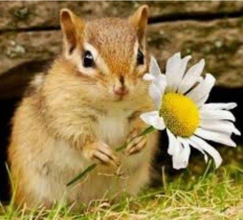 [잡담] 다람쥐상은 특징이 머얌 | 인스티즈