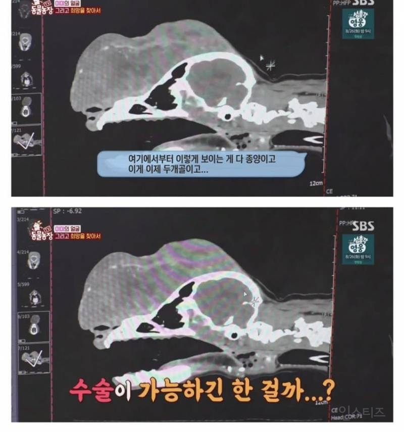 얼굴없는 강아지 미미 ㅠㅜ (충격주의) | 인스티즈